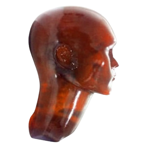 Phantom Radiologi Cranium